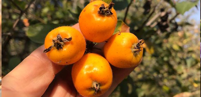 خواص زالزالک: ۱۰ فایده شگفت‌انگیز برای سلامت قلب و بدن